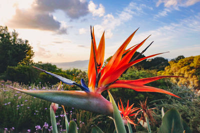 Close-up of orange flower blooming against sky