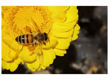 Close-up of bee pollinating on sunflower