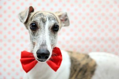 Close-up of whippet at home