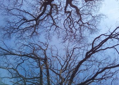 Low angle view of bare tree against sky