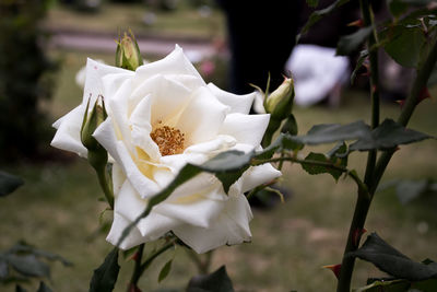 Close-up of white rose
