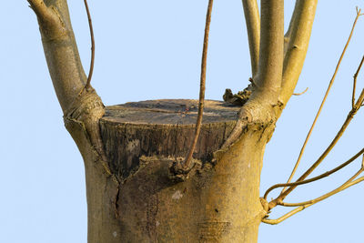 Low angle view of tree against clear sky