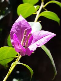 Close-up of pink rose flower