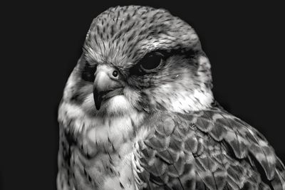 Close-up of kestrel against black background