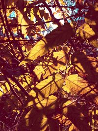 Low angle view of tree during autumn