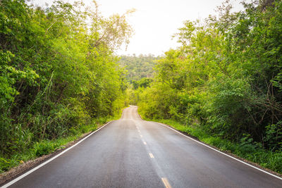 Road amidst trees and plants