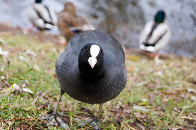 Birds on grassy field