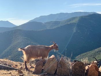 View of horse on mountain against sky