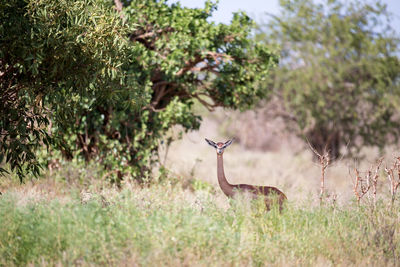 Deer in a field