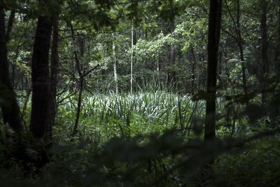 Trees in forest