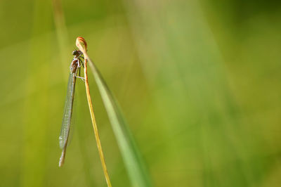 Close-up of damselfly on plant