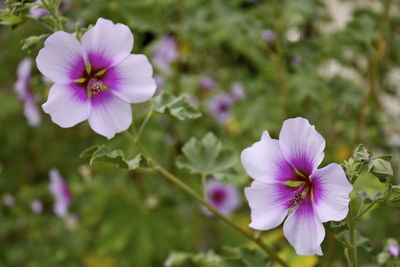 Close-up of pink flowers blooming