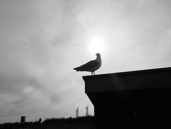 Low angle view of bird perching against sky