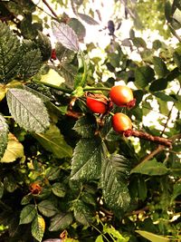 Close-up of red berries on tree