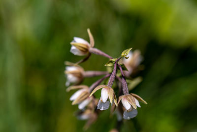 Close-up of white flowering plant