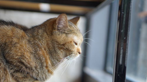 Close-up of a cat sleeping