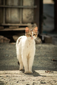 Portrait of cat sitting outdoors