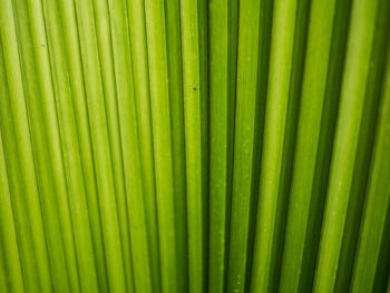 Full frame shot of palm leaf