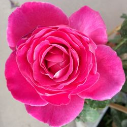 Close-up of pink rose