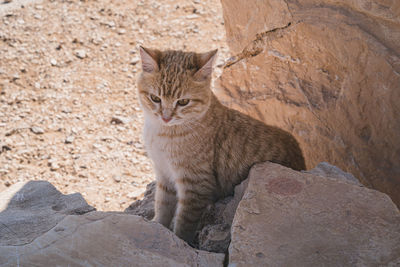 Cat sitting on rock