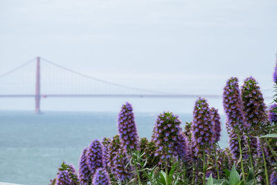 Purple flowering plants by suspension bridge against sky