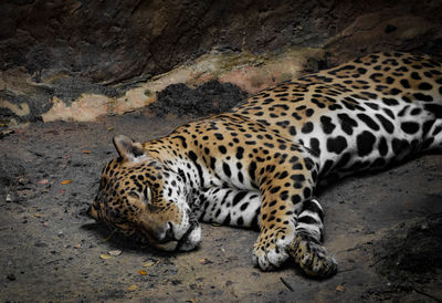 Tiger resting on rock