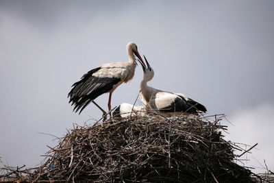 Low angle view of bird perching on nest against clear sky