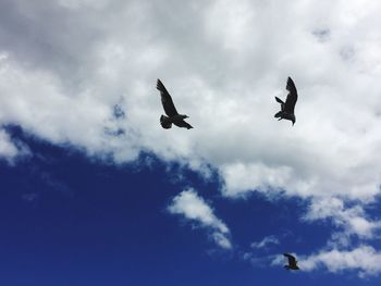 Low angle view of silhouette birds flying against sky