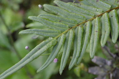 Close-up of green leaf on plant