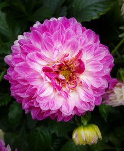 Close-up of pink flowers