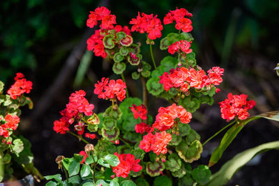 Vivid red pelargonium flowers  known as geraniums, or storksbills and green leaves in agarden pot 