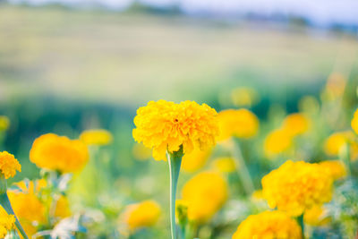 Close-up of yellow flowers on field