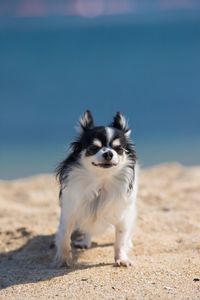 Dog running on beach