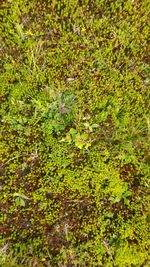 Full frame shot of green leaves