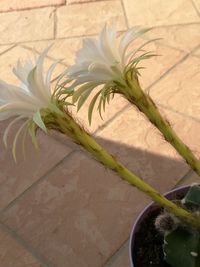 High angle view of potted plant on table