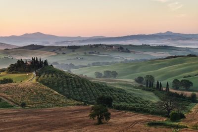 Scenic view of agricultural field against sky during sunset