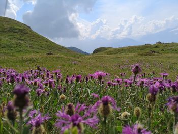 Purple flowering plants on field against sky