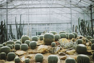 Cactus growing in greenhouse