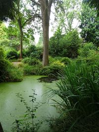 Scenic view of lake in forest