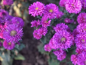 Close-up of pink flowering plants