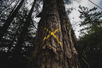 Low angle view of trees in forest against sky