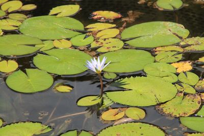 Close-up of lotus water lily in lake