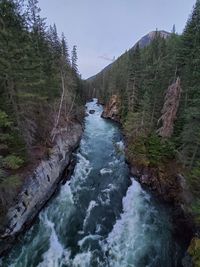 Scenic view of river amidst trees in forest against sky