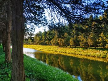 Scenic view of lake by trees