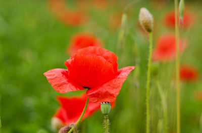 Close-up of red poppy flower