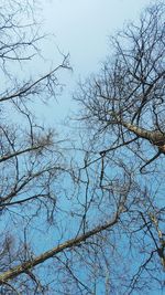 Low angle view of bare trees against sky