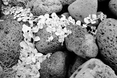 Close-up of pebbles on beach