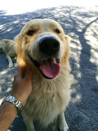 Cropped image of man touching golden retriever sitting in road