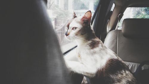 Cat sitting in car