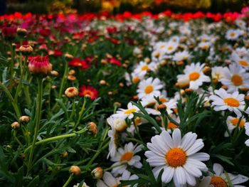 Close-up of white flowering plants on field